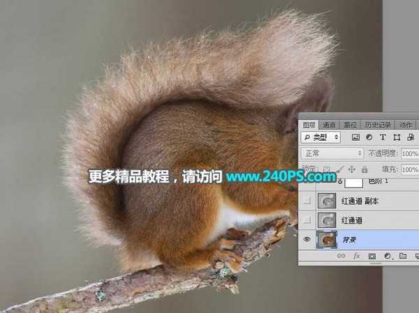 Photoshop用通道抠图快速抠出毛茸茸的小松鼠教程